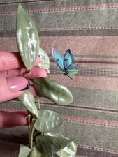 Hoya lacunosa 'Full Moon'  Fresh Cutting Indoor House Plant