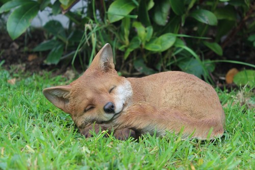 Real life sleeping fox cub - real, |