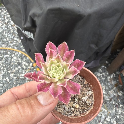 Aeonium scarlet ink width - aeonium,