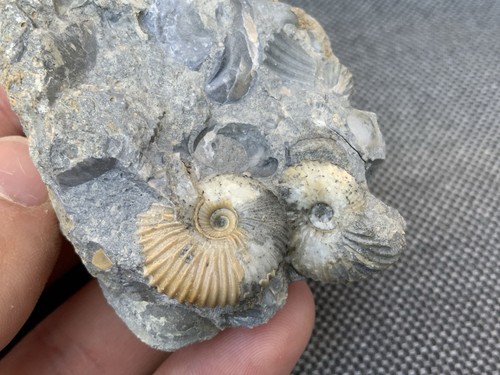 Double ammonite cadoceras - double, sp