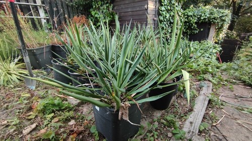 Yucca recurvifolia yukka - yucca,