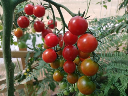 Fresh cherry tomatoes sweet - fresh,