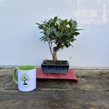 Ficus 28cm. Oakfieldbonsai