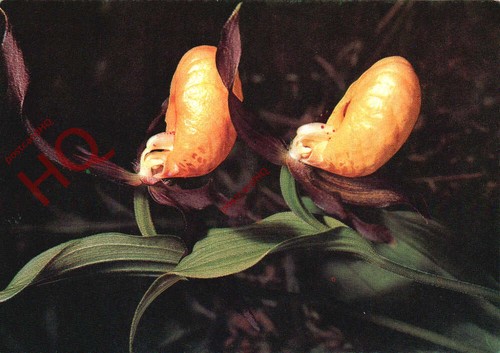 Picture postcard flowers - picture,
