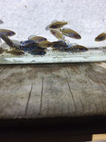 Gulf coast pygmy sunfish pair - coast,