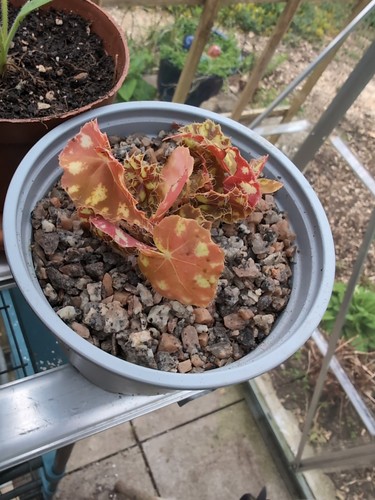 Begonia bowerae eyelash - begonia, (eyelash