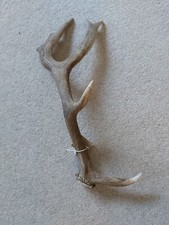 Fallow Buck Deer Antler