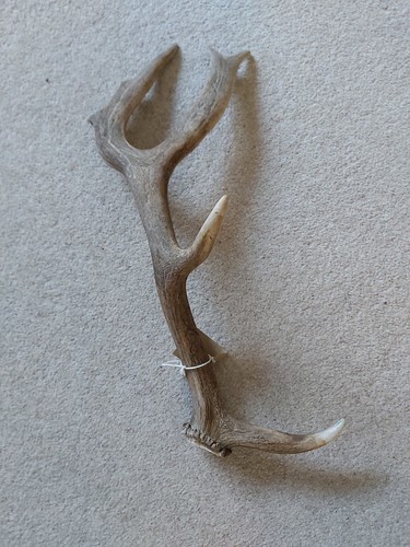 Fallow buck deer antler - fallow,