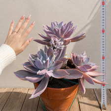 Graptopetalum superbum - graptopetalum,