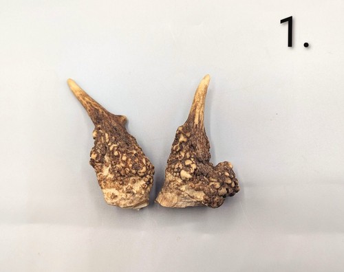 Fallow deer antlers skulls - deer, antlers,