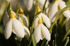 Galanthus 'Treasure Island