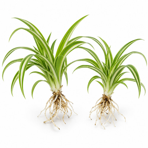 Rooted spider plant pups - pups,