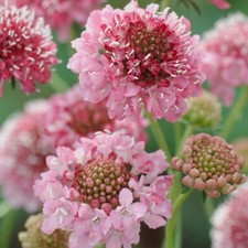 Scabious 'Salmon Queen' Seeds Easy Grow and Ideal for Bouquets 1x Packet by T&M