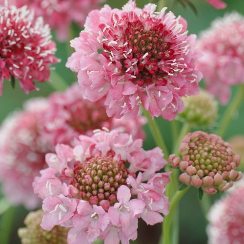 Scabious salmon queen seeds - 'salmon,