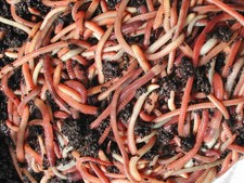 500g Tiger compost Worms by