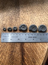 Pyrite Ammonite Collection