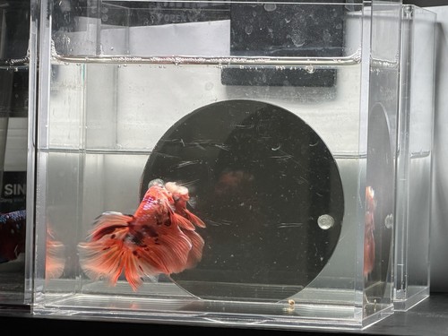 Live male betta fish - male,