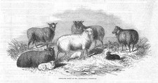 SHETLAND SHEEP at Sydenham - Antique Print 1845