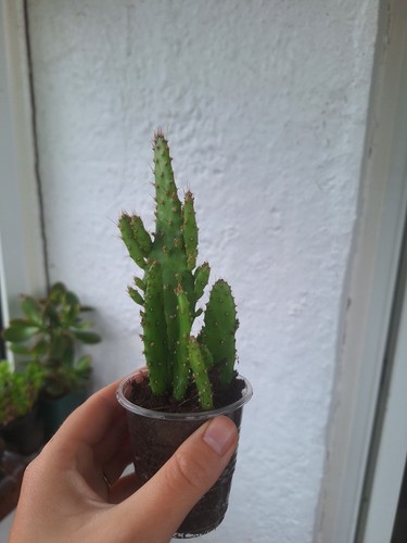 Prickley pear cactus pots - pear,