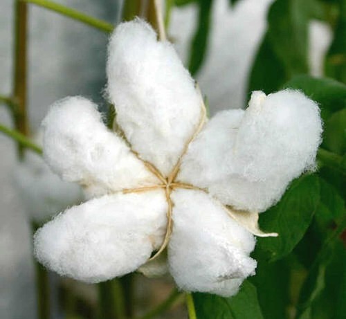 Gossypium hirsutum 50 - /,