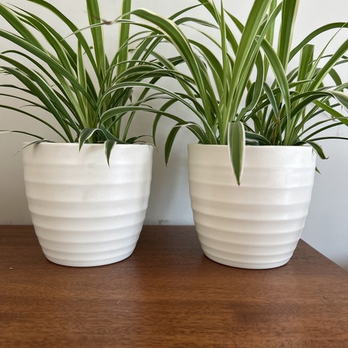Pair scheurich cream ribbed - scheurich,