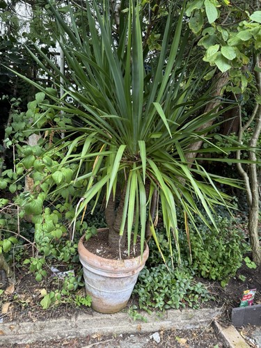 Yucca plant - yucca,
