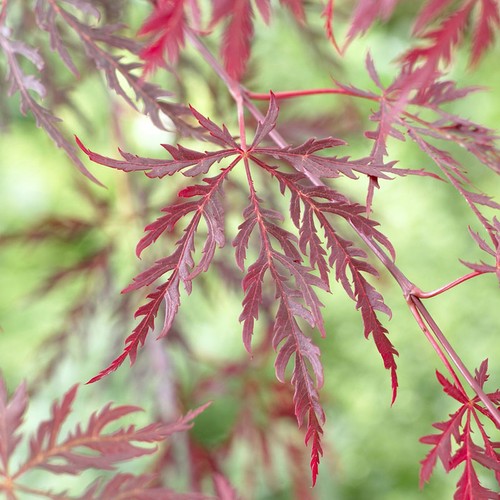 Ornamental tree acer - ornamental,