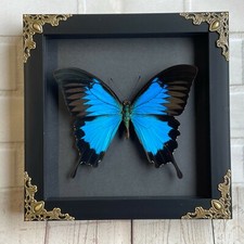 Blue Mountain Swallowtail Butterfly (Papilio ulysses) Baroque Box Display Frame