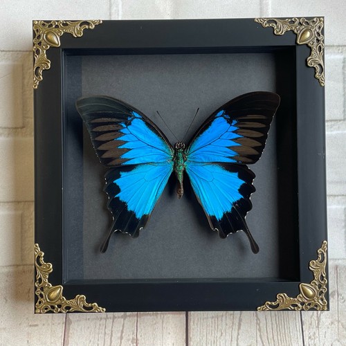 Blue mountain swallowtail - mountain,