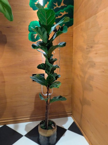 Fiddle leaf fig medium large - leaf,