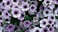 6  X MIX H  SURFINA  TRAILING PETUNIA MIXED  PLUG PLANTS PRE ORDER