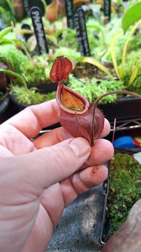 Nepenthes viking rarely - nepenthes,