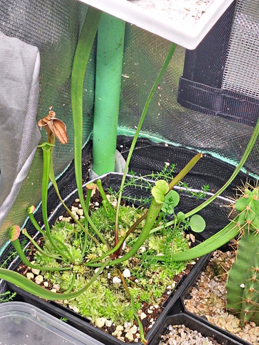 Sarracenia pitcher plant - sarracenia, live