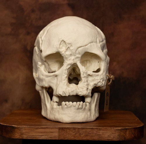 Human skull replica life - life, size