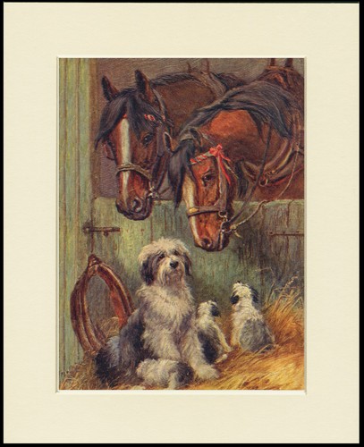Old english sheepdog dog - old,