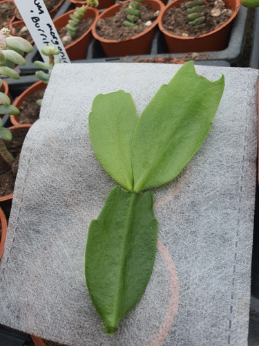 Schlumbergera buckleyi - schlumbergera, x