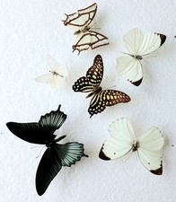 Butterfly Collection Set x6 (A2) Ideal For Artwork Or Photography *Read in Info*