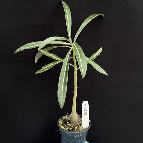 5pcs rare adenium nova - 1/3/5pcs,
