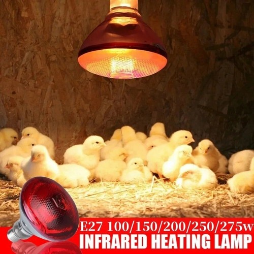 Infrared heat lamp poultry - infrared,