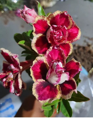Keyhuaye desert rose adenium - keyhuaye~,