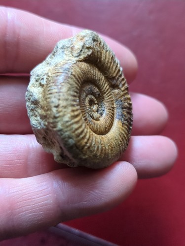 Fossil dactylioceras ammonite - dactylioceras,