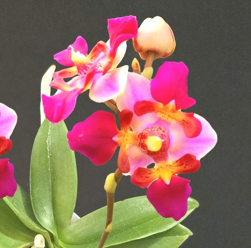 Mini phalaenopsis equestris - phalaenopsis,