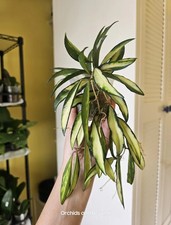 Hoya Wayetii Variegated