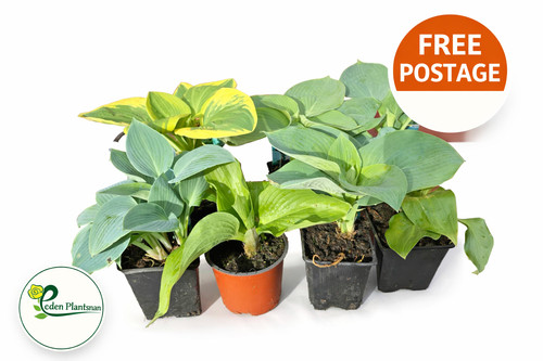 Hosta collection plants - collection,