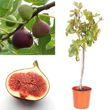 Large Fig Tree 'Brown Turkey' 3ft Tall in a 3L Pot, Ready to Fruit, Sweet Taste