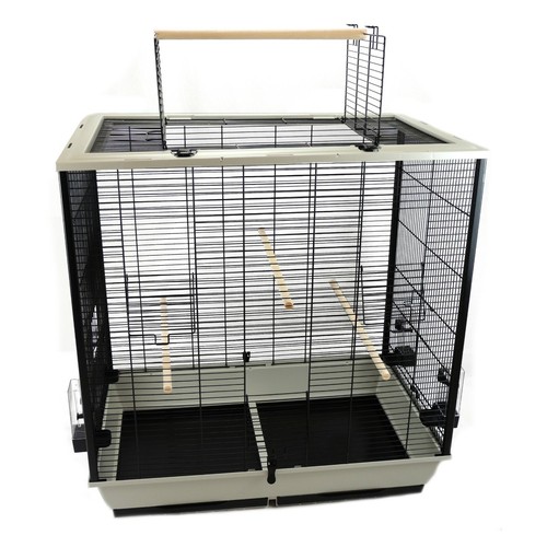 Premium grey budgie - budgie, &