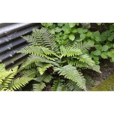 Polystichum polyblepharum