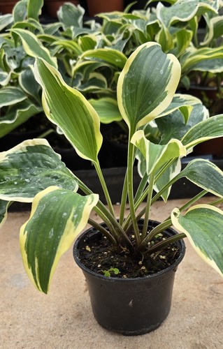 Hosta lacy belle in - belle',