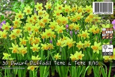 30 Dwarf Daffodil Bulbs Tete A