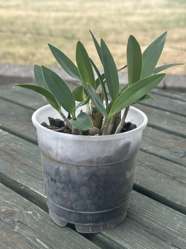 Dendrobium delicatum orchid - delicatum,